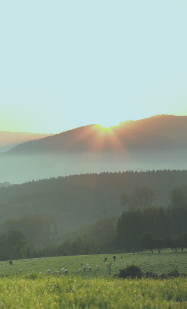 Connexion - Chèque Waloco - photo 1